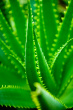 aloe-leaves.jpg