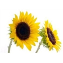 sunflower1.jpg