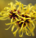 witch-hazel.jpg